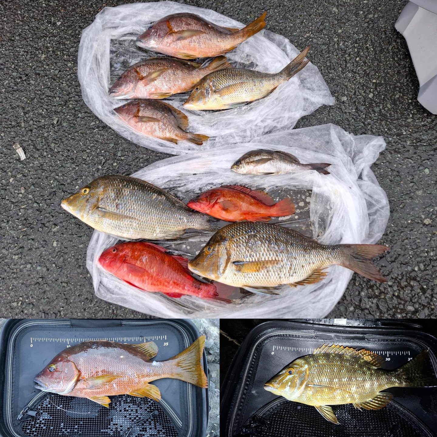 釣果情報☆2025.9.9下田沖磯 - つり具のタイシ｜静岡県沼津市